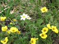 Alpine Flowers